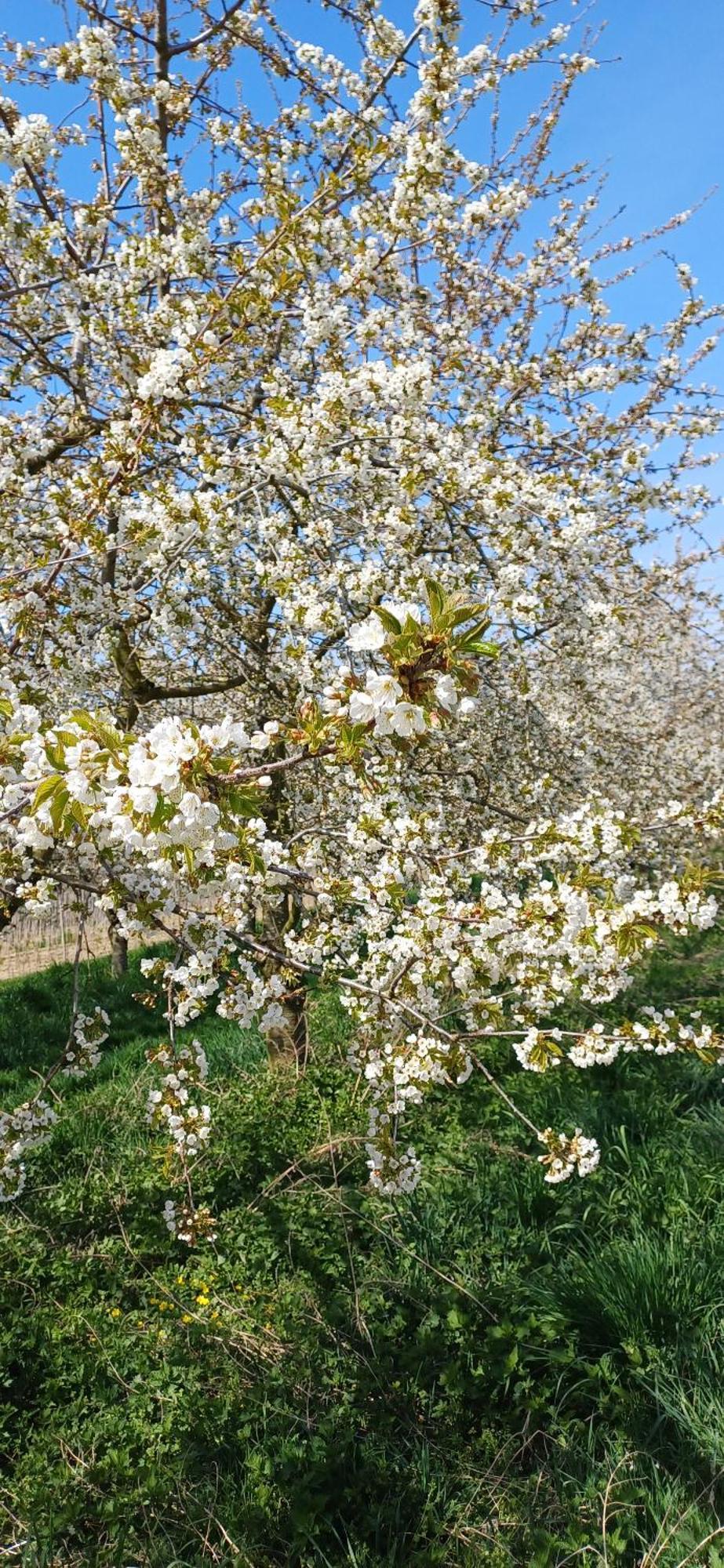 Ferienwohnung Am Blumengaessle Mullheim  Dış mekan fotoğraf